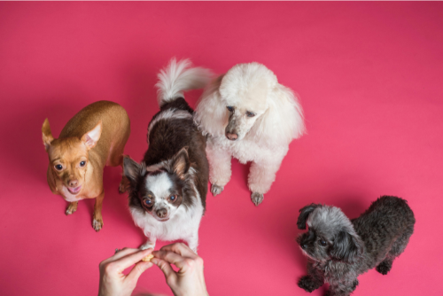 Why Pet Accessories Are Essential for Your Furry Friend and How Our Store Can Help